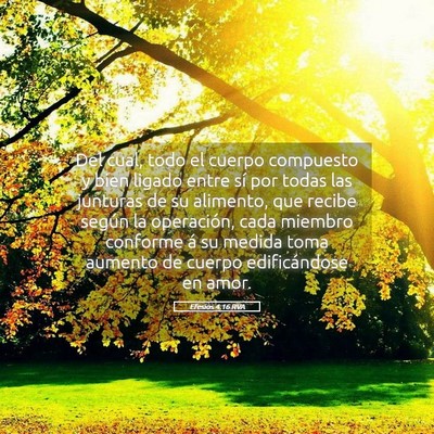 Picture 05 - Efesios 4:16 RVA - Del cual, todo el cuerpo compuesto y bien ligado - Bible Verse Picture