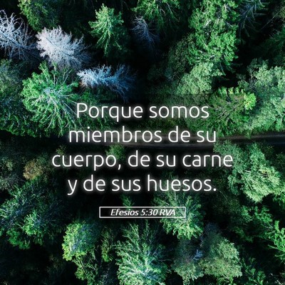 Picture 05 - Efesios 5:30 RVA - Porque somos miembros de su cuerpo, de su carne y - Bible Verse Picture