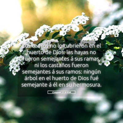 Picture 05 - Ezequiel 31:8 RVA - Los cedros no lo cubrieron en el huerto de Dios: - Bible Verse Picture