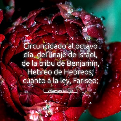 Picture 05 - Filipenses 3:5 RVA - Circuncidado al octavo día, del linaje de - Bible Verse Picture