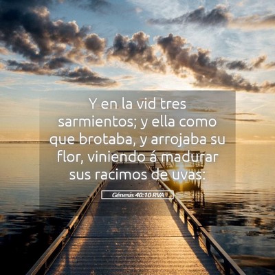 Picture 05 - Génesis 40:10 RVA - Y en la vid tres sarmientos; y ella como que - Bible Verse Picture