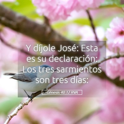 Picture 05 - Génesis 40:12 RVA - Y díjole José: Esta es su declaración: Los - Bible Verse Picture