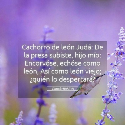 Picture 05 - Génesis 49:9 RVA - Cachorro de león Judá: De la presa subiste, - Bible Verse Picture