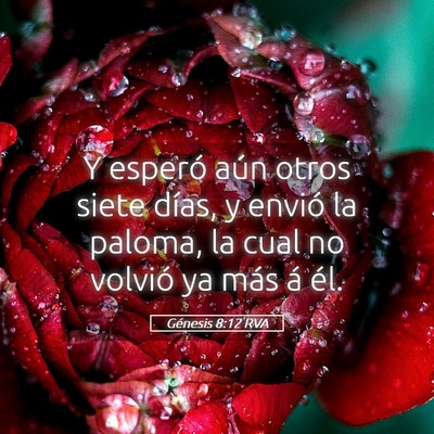 Picture 05 - Génesis 8:12 RVA - Y esperó aún otros siete días, y envió la - Bible Verse Picture