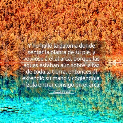 Picture 05 - Génesis 8:9 RVA - Y no halló la paloma donde sentar la planta de - Bible Verse Picture