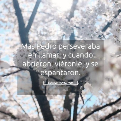Picture 05 - Hechos 12:16 RVA - Mas Pedro perseveraba en llamar: y cuando - Bible Verse Picture