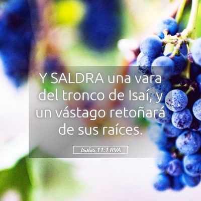 Picture 05 - Isaías 11:1 RVA - Y SALDRA una vara del tronco de Isaí, y un - Bible Verse Picture