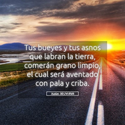 Picture 05 - Isaías 30:24 RVA - Tus bueyes y tus asnos que labran la tierra, - Bible Verse Picture