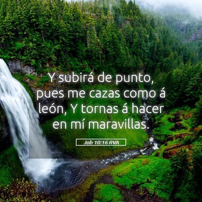 Picture 05 - Job 10:16 RVA - Y subirá de punto, pues me cazas como á león, - Bible Verse Picture