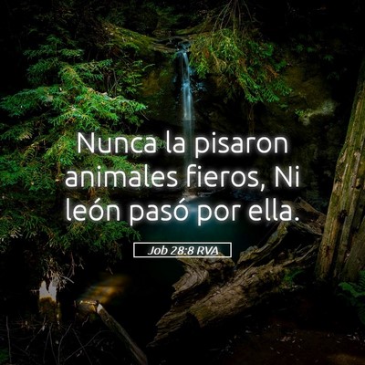 Picture 05 - Job 28:8 RVA - Nunca la pisaron animales fieros, Ni león pasó - Bible Verse Picture