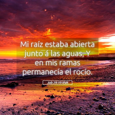 Picture 05 - Job 29:19 RVA - Mi raíz estaba abierta junto á las aguas, Y en - Bible Verse Picture