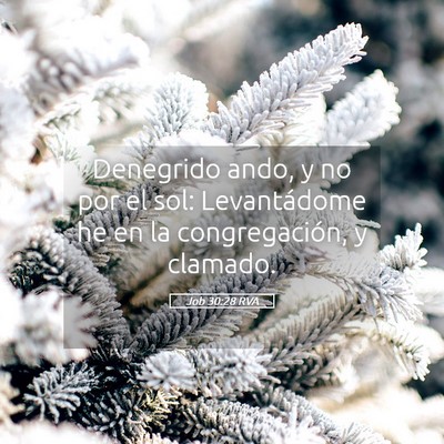 Picture 05 - Job 30:28 RVA - Denegrido ando, y no por el sol: Levantádome he - Bible Verse Picture