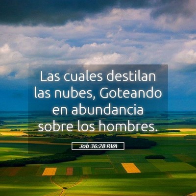 Picture 05 - Job 36:28 RVA - Las cuales destilan las nubes, Goteando en - Bible Verse Picture
