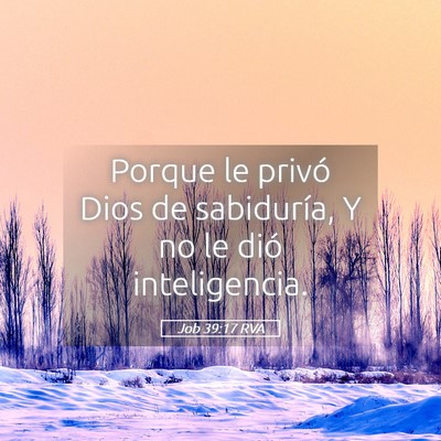 Picture 05 - Job 39:17 RVA - Porque le privó Dios de sabiduría, Y no le dió - Bible Verse Picture