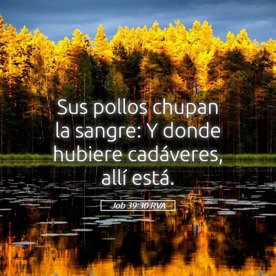Picture 05 - Job 39:30 RVA - Sus pollos chupan la sangre: Y donde hubiere - Bible Verse Picture