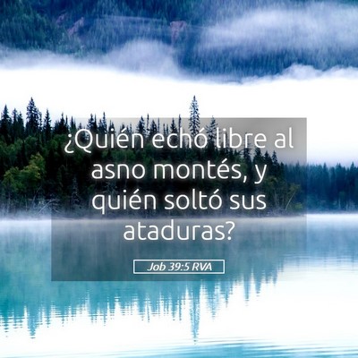Picture 05 - Job 39:5 RVA - ¿Quién echó libre al asno montés, y quién - Bible Verse Picture