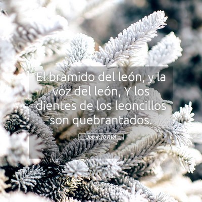 Picture 05 - Job 4:10 RVA - El bramido del león, y la voz del león, Y los - Bible Verse Picture