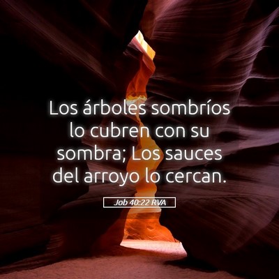 Picture 05 - Job 40:22 RVA - Los árboles sombríos lo cubren con su sombra; - Bible Verse Picture