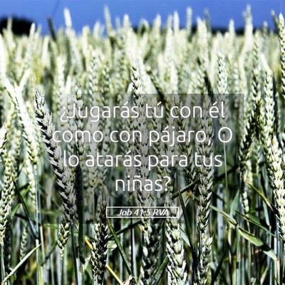 Picture 05 - Job 41:5 RVA - ¿Jugarás tú con él como con pájaro, O lo - Bible Verse Picture