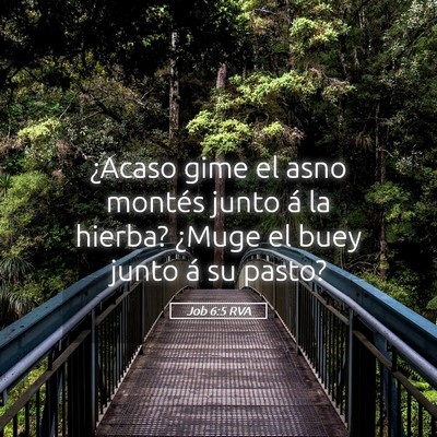 Picture 05 - Job 6:5 RVA - ¿Acaso gime el asno montés junto á la hierba? - Bible Verse Picture