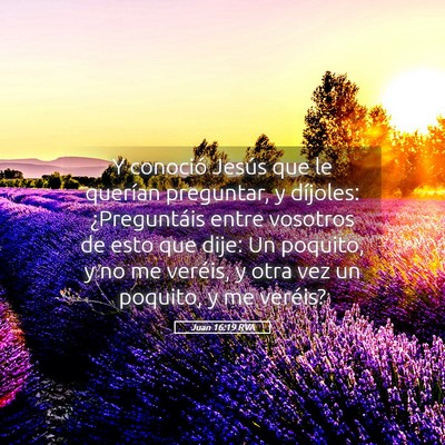 Picture 05 - Juan 16:19 RVA - Y conoció Jesús que le querían preguntar, y - Bible Verse Picture