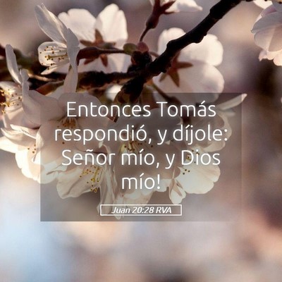 Picture 05 - Juan 20:28 RVA - Entonces Tomás respondió, y díjole: ­Señor - Bible Verse Picture