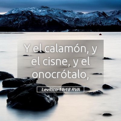 Picture 05 - Levítico 11:18 RVA - Y el calamón, y el cisne, y el - Bible Verse Picture