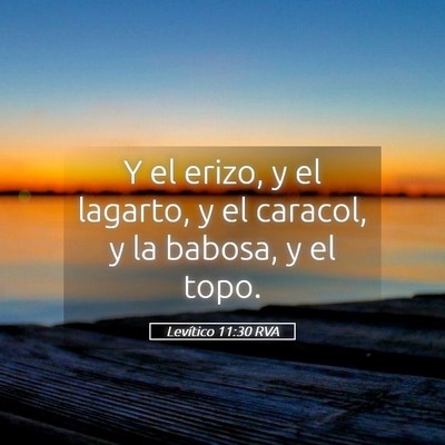 Picture 05 - Levítico 11:30 RVA - Y el erizo, y el lagarto, y el caracol, y la - Bible Verse Picture