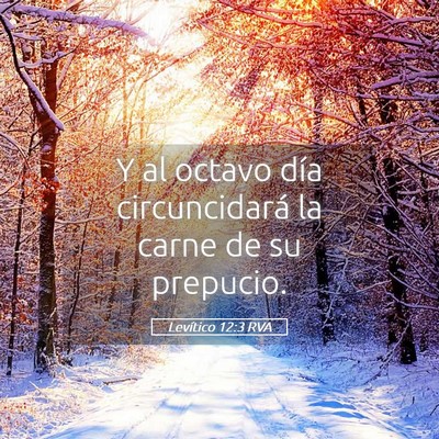 Picture 05 - Levítico 12:3 RVA - Y al octavo día circuncidará la carne de su - Bible Verse Picture