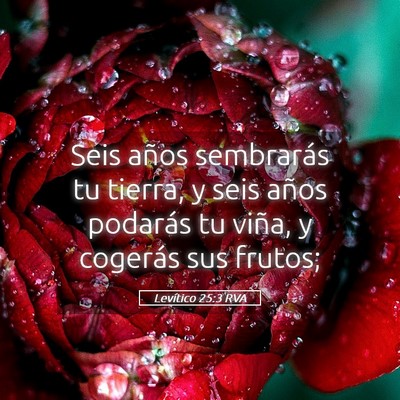 Picture 05 - Levítico 25:3 RVA - Seis años sembrarás tu tierra, y seis años - Bible Verse Picture