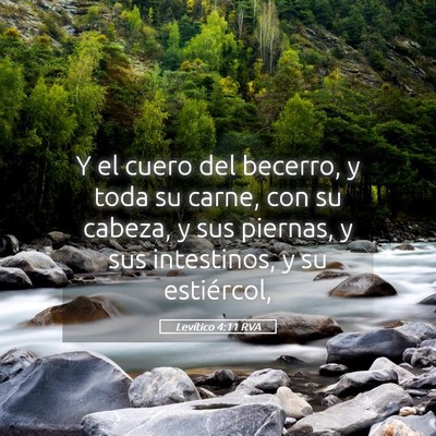 Picture 05 - Levítico 4:11 RVA - Y el cuero del becerro, y toda su carne, con su - Bible Verse Picture