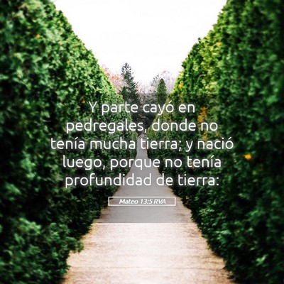 Picture 05 - Mateo 13:5 RVA - Y parte cayó en pedregales, donde no tenía - Bible Verse Picture