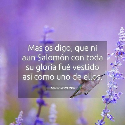 Picture 05 - Mateo 6:29 RVA - Mas os digo, que ni aun Salomón con toda su - Bible Verse Picture