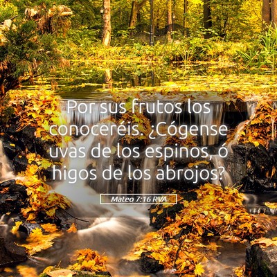 Picture 05 - Mateo 7:16 RVA - Por sus frutos los conoceréis. ¿Cógense uvas - Bible Verse Picture