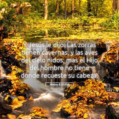 Picture 05 - Mateo 8:20 RVA - Y Jesús le dijo: Las zorras tienen cavernas, y - Bible Verse Picture