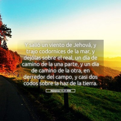 Picture 05 - Números 11:31 RVA - Y salió un viento de Jehová, y trajo codornices - Bible Verse Picture
