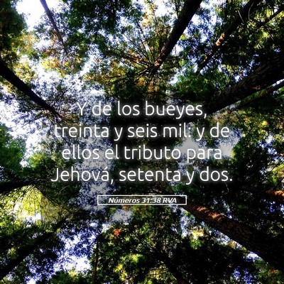 Picture 05 - Números 31:38 RVA - Y de los bueyes, treinta y seis mil: y de ellos - Bible Verse Picture