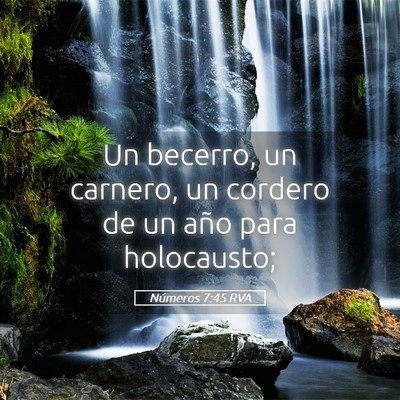 Picture 05 - Números 7:45 RVA - Un becerro, un carnero, un cordero de un año - Bible Verse Picture