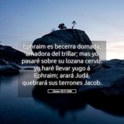 Picture 05 - Oseas 10:11 RVA - Ephraim es becerra domada, amadora del trillar; - Bible Verse Picture