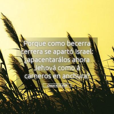 Picture 05 - Oseas 4:16 RVA - Porque como becerra cerrera se apartó Israel: - Bible Verse Picture