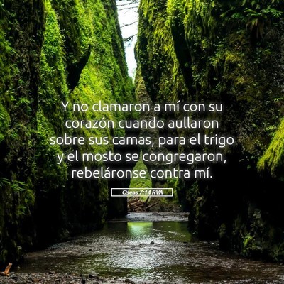 Picture 05 - Oseas 7:14 RVA - Y no clamaron a mí con su corazón cuando - Bible Verse Picture