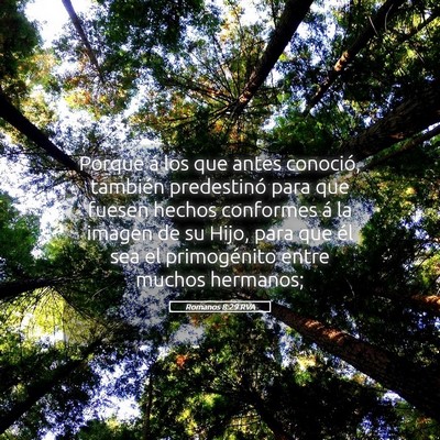 Picture 05 - Romanos 8:29 RVA - Porque á los que antes conoció, también - Bible Verse Picture