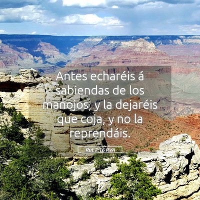 Picture 05 - Rut 2:16 RVA - Antes echaréis á sabiendas de los manojos, y la - Bible Verse Picture