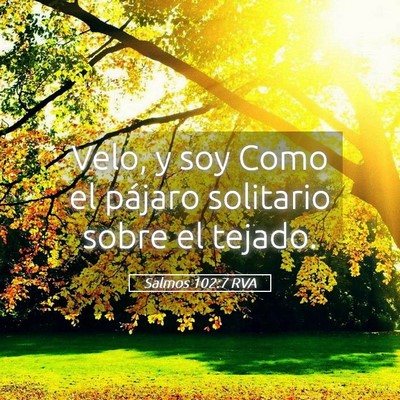 Picture 05 - Salmos 102:7 RVA - Velo, y soy Como el pájaro solitario sobre el - Bible Verse Picture