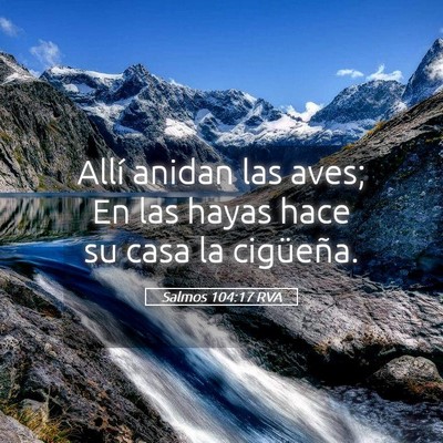 Picture 05 - Salmos 104:17 RVA - Allí anidan las aves; En las hayas hace su casa - Bible Verse Picture