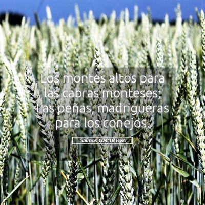 Picture 05 - Salmos 104:18 RVA - Los montes altos para las cabras monteses; Las - Bible Verse Picture