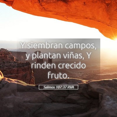 Picture 05 - Salmos 107:37 RVA - Y siembran campos, y plantan viñas, Y rinden - Bible Verse Picture