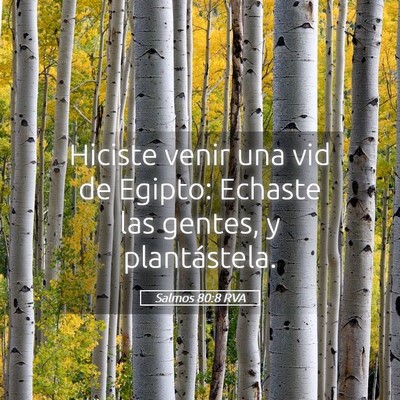 Picture 05 - Salmos 80:8 RVA - Hiciste venir una vid de Egipto: Echaste las - Bible Verse Picture