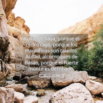 Picture 05 - Zacarías 11:2 RVA - Aulla, oh haya, porque el cedro cayó, porque los - Bible Verse Picture