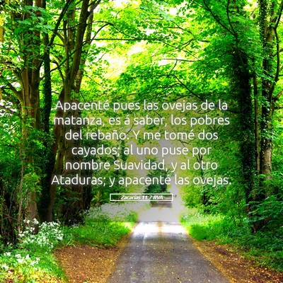 Picture 05 - Zacarías 11:7 RVA - Apacenté pues las ovejas de la matanza, es á - Bible Verse Picture